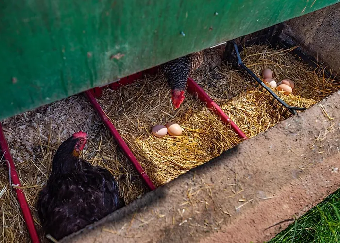 Gorgeous In With Kitchen Posedarje